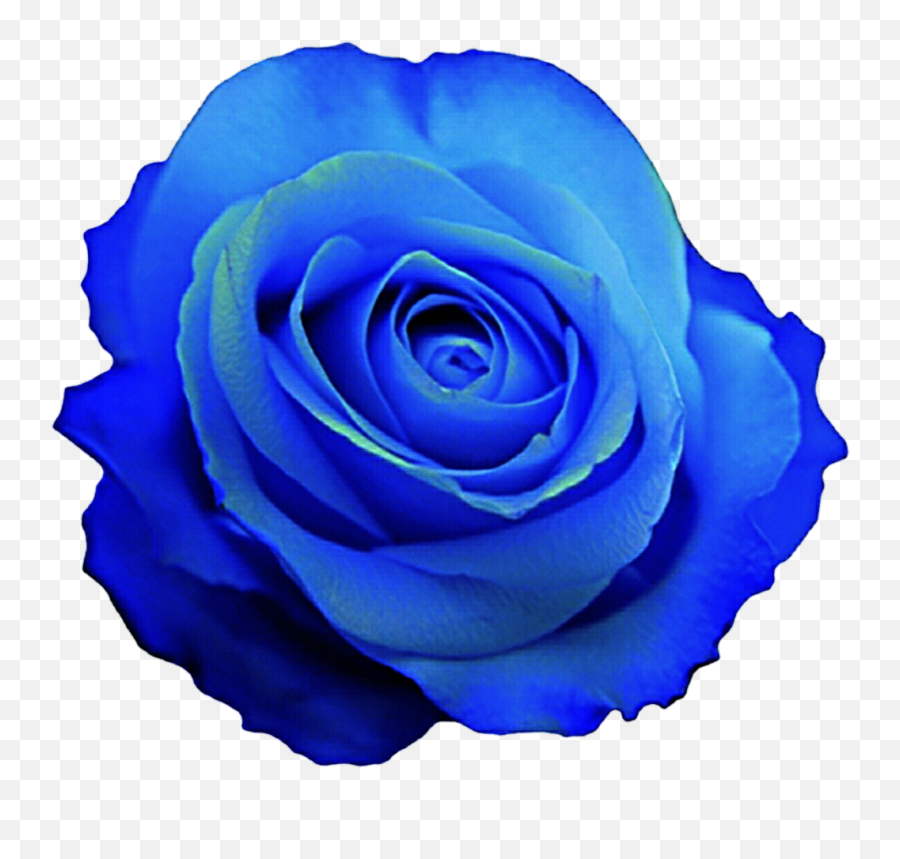 Blue Rose Clipart - Blue Rose Flower Transparent Emoji,Rose Clipart