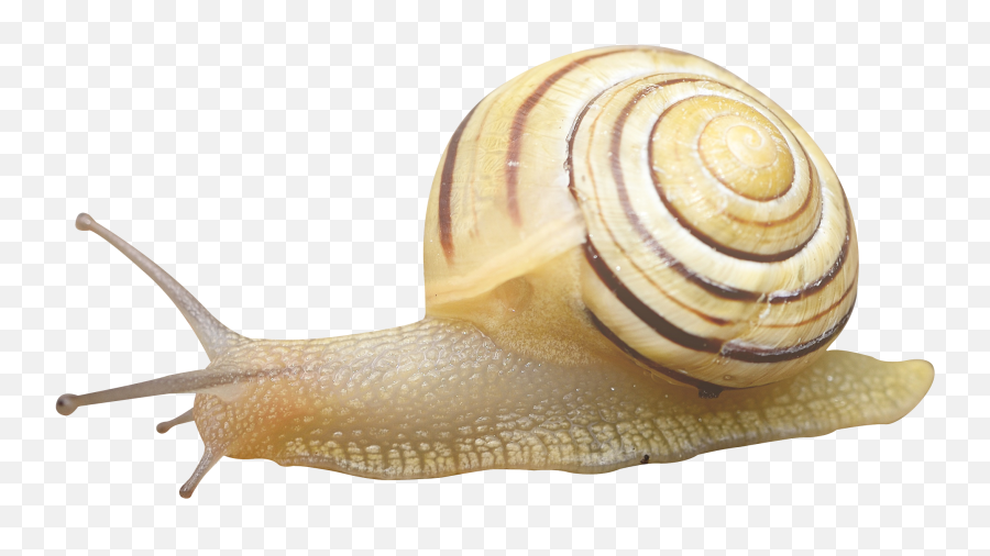 Download Snail Png Image For Free - Snail Png Emoji,Snail Png