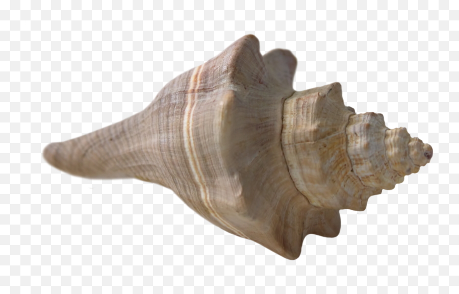 Ocean Seashell Clipart Free Image Download Emoji,Seashells Clipart