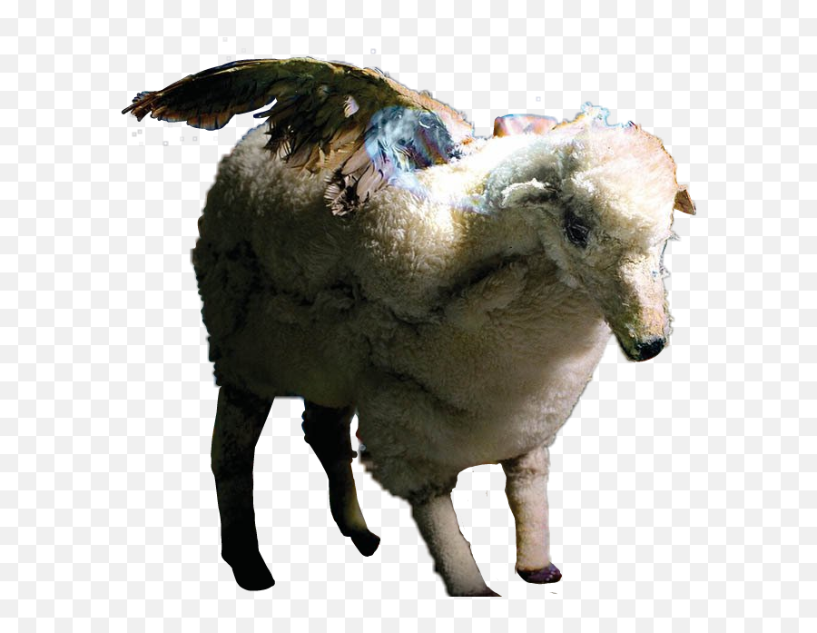 Download Wingedsheep Sheep Infinityonhigh Falloutboy Fob Emoji,Fall Out Boy Transparent