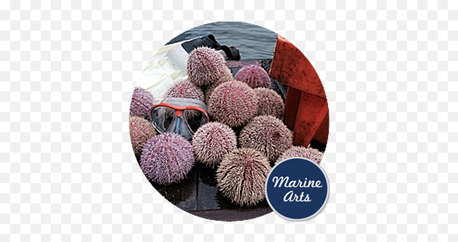 Cornish Sea Urchin Collectables Fossils Aoi - Woodlifecom Emoji,Sea Urchin Png