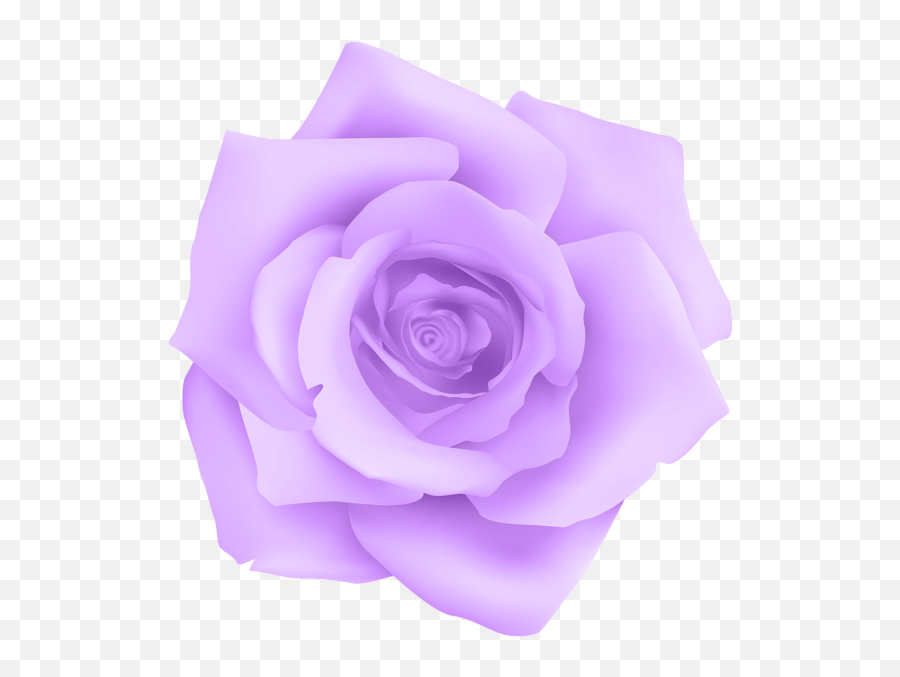 Lavender Clipart Lavender Rose Picture 1516261 Lavender - Purple Rose Png Emoji,Lavender Clipart