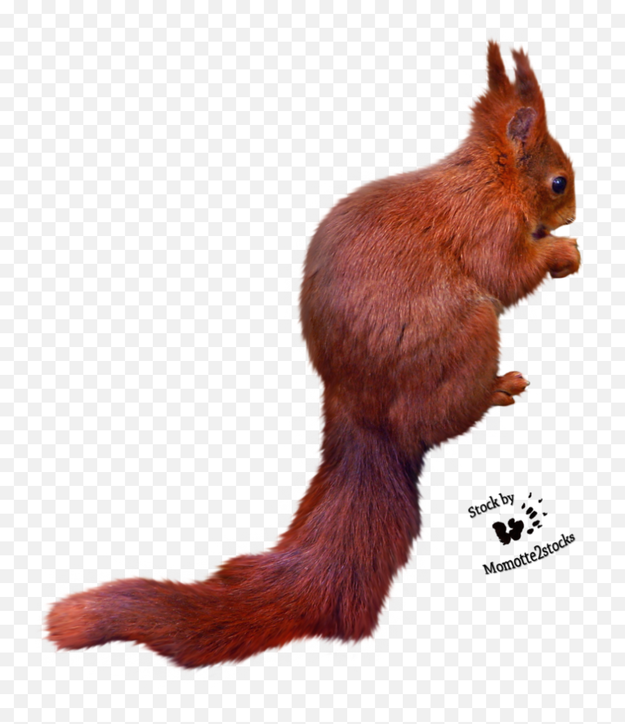 Squirrel Free Images Download Png Transparent Background - Red Squirrel Emoji,Squirrel Png