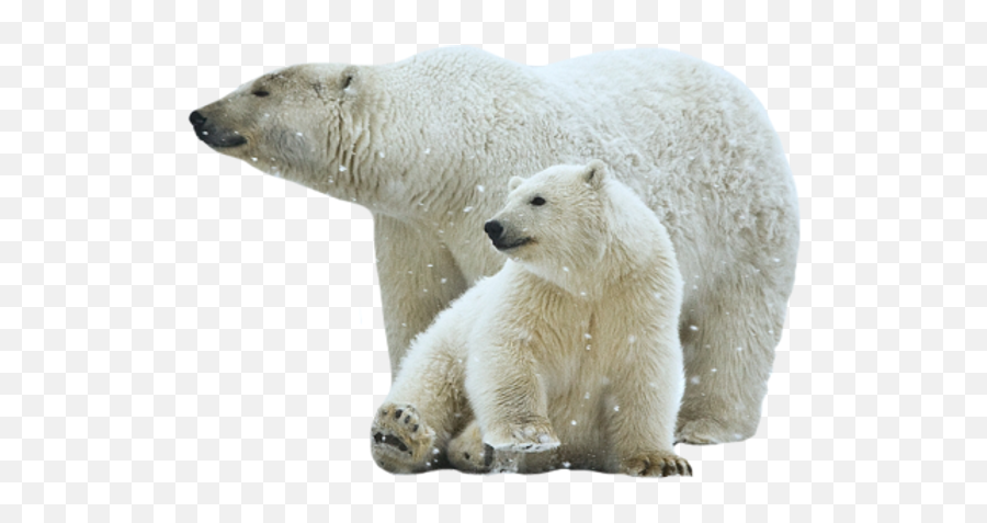 Polar Bear Png Images - Transparent Background Polar Bear Transparent Emoji,Polar Bear Png