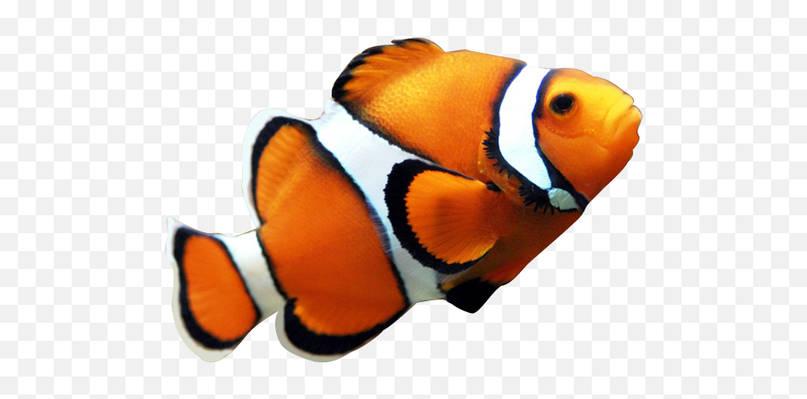 Clown Fish Clipart - Free Clipart Images Clipart Best Transparent Background Sea Fish Png Emoji,Fish Clipart