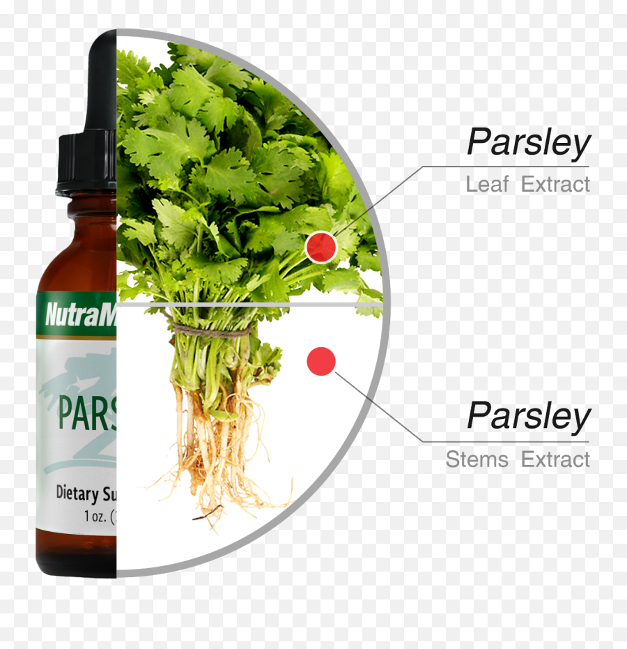 Parsley - Antimicrobial Cellulite Cleansingdetox Healthy Emoji,Parsley Png