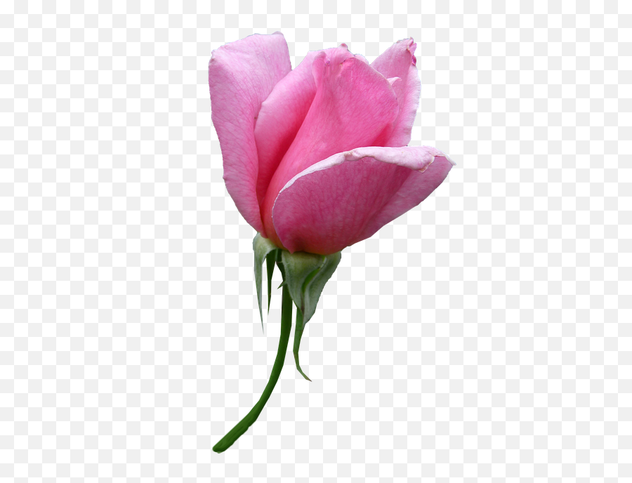 Free Photo Rose Stem Flower Pink Bud - Max Pixel Rose Bud Flower Png Emoji,Pink Flower Png