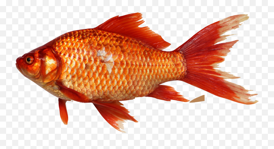 Goldfish Png Image Fish Clipart Goldfish Koi Fish Drawing - Fish Png Emoji,Fish Clipart