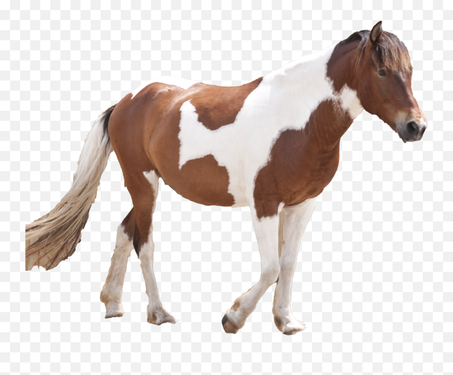 Wild Brown Horse Png Pic Png Arts - American Paint Horse Emoji,Horse Png