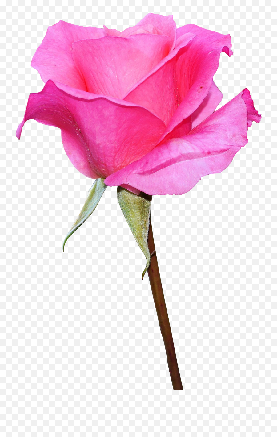 Hd Rose Png Image Free Download Searchpngcom Emoji,Pink Roses Png