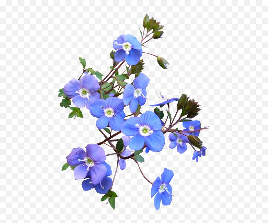 Blue - 2679168960720png Snipstock Emoji,Blue Flower Transparent Background