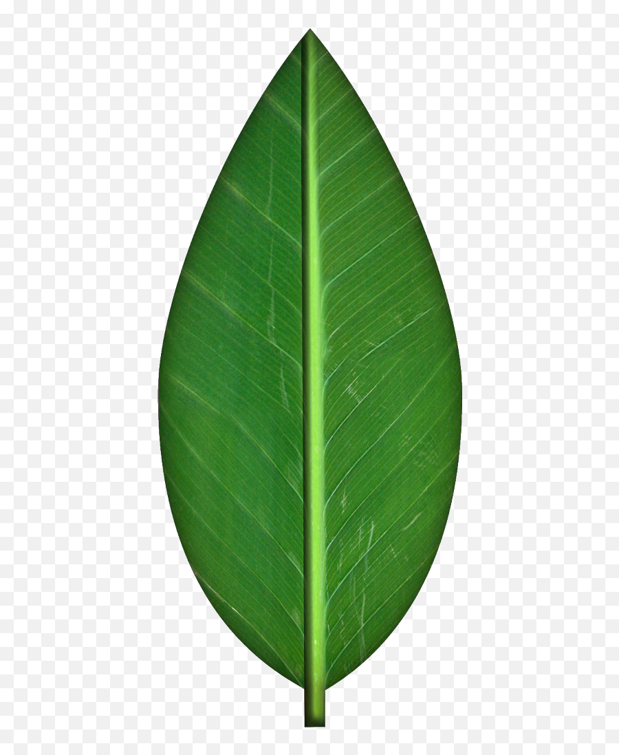 Clipart Picture A - Banana Leaf Emoji,Leaf Clipart