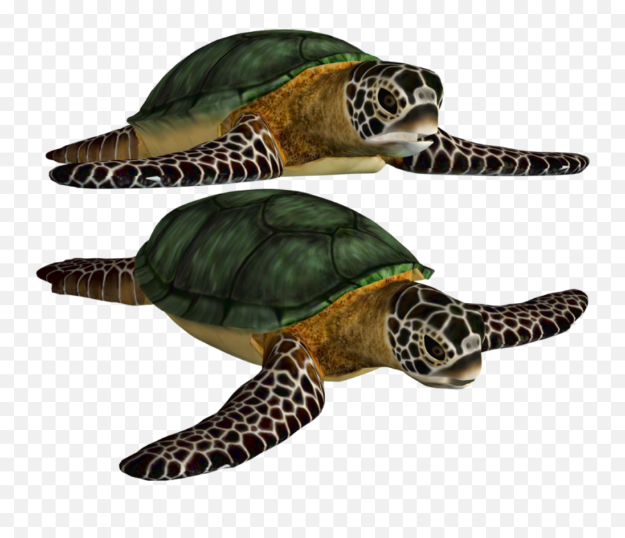 Turtle Png Free Download - Sea Turtle Png Emoji,Turtle Png