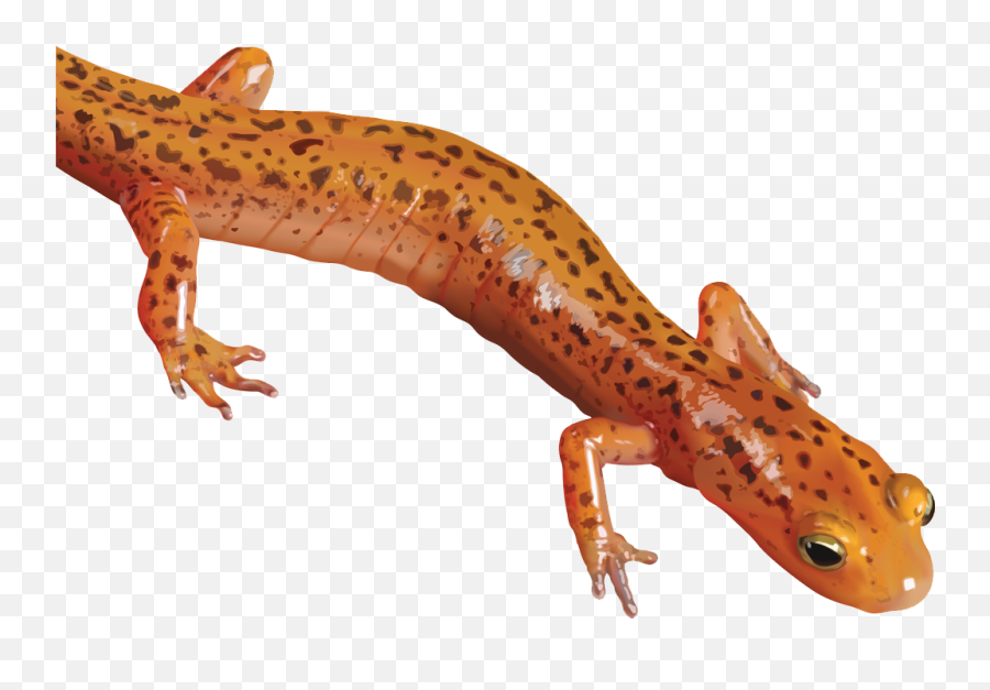 Download Salamander Clipart Hq Png Image Freepngimg - Salamander Clipart Png Emoji,Mud Clipart