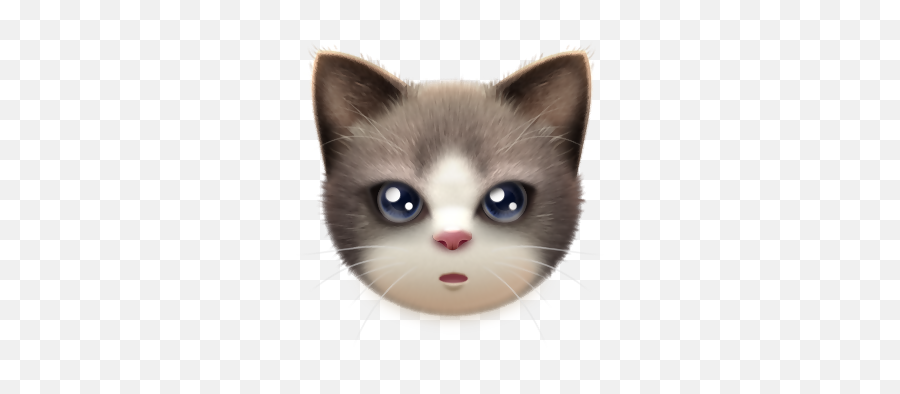 Kitten Whiskers Cat Portable Network Graphics Adobe - Transparent Background Cat Face Png Emoji,Cat Face Png