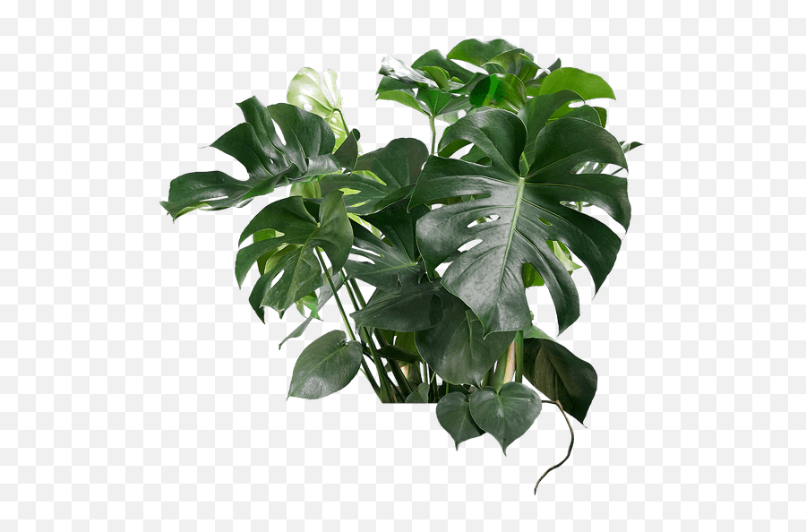 Buy Mature Cheese Plant Cheese - For Indoor Emoji,Monstera Leaf Png
