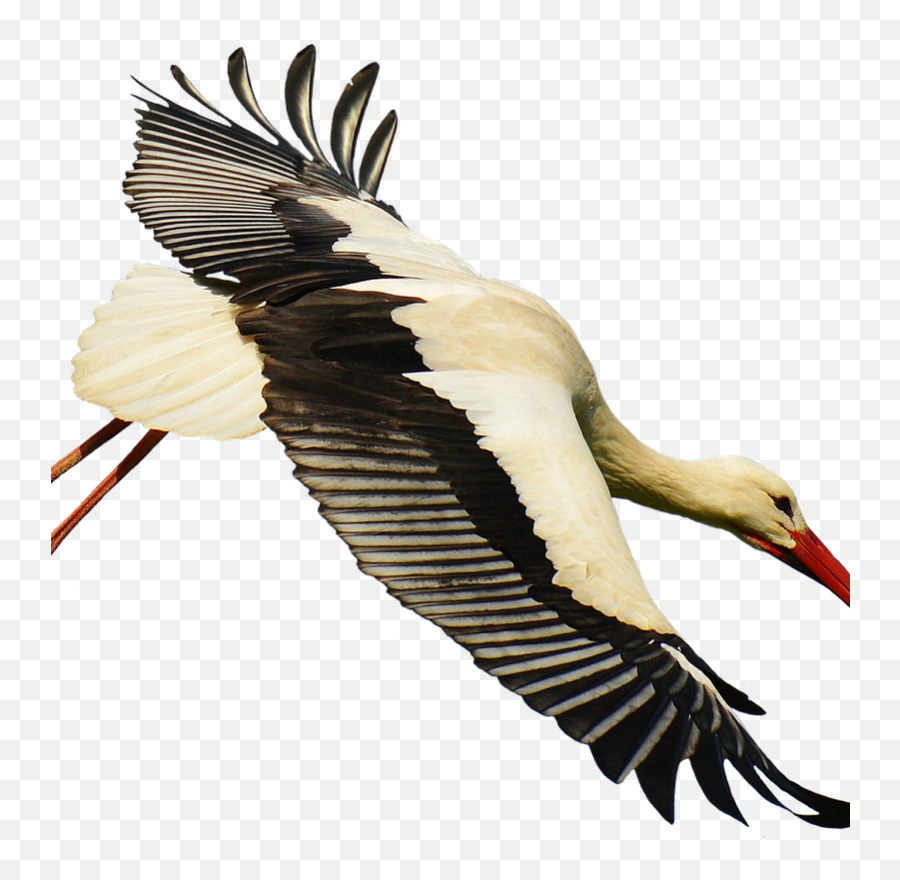 Crane Clipart Stork Bird - Stork Colors Emoji,Stork Clipart