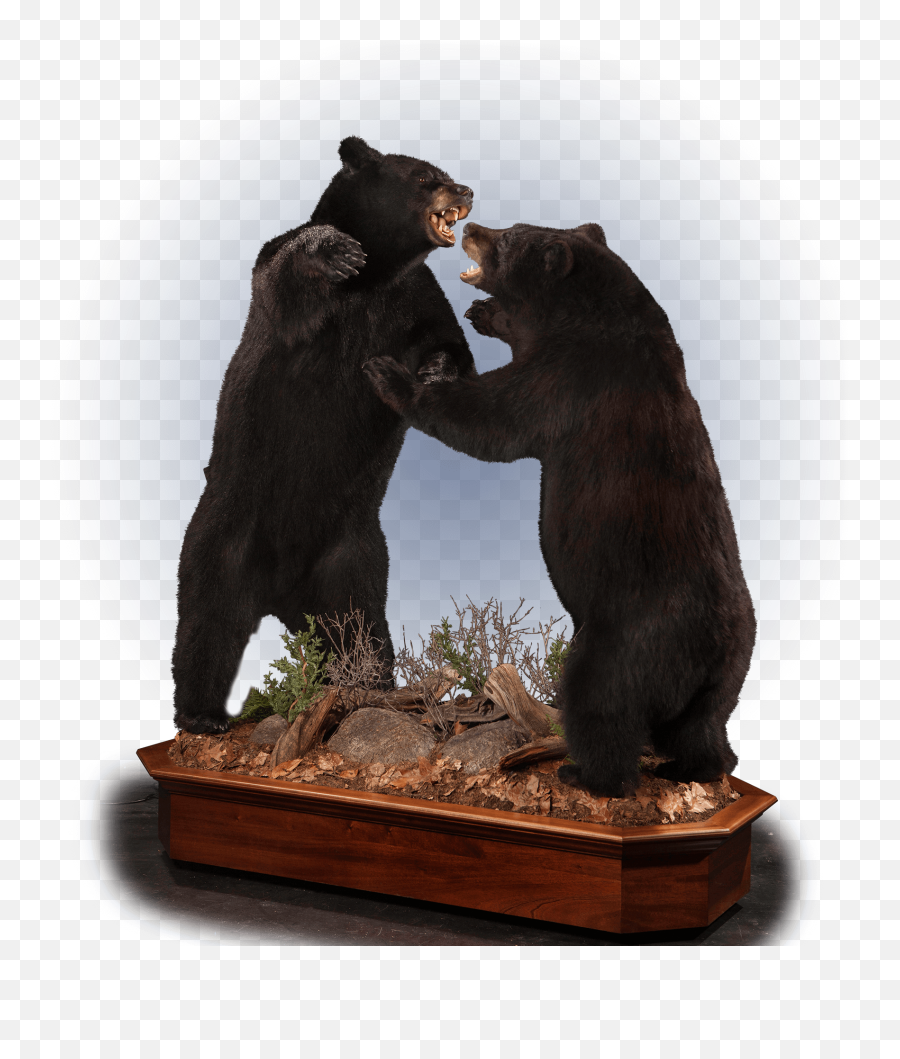 Our Work - Black Bear Mounts Emoji,Black Bear Png