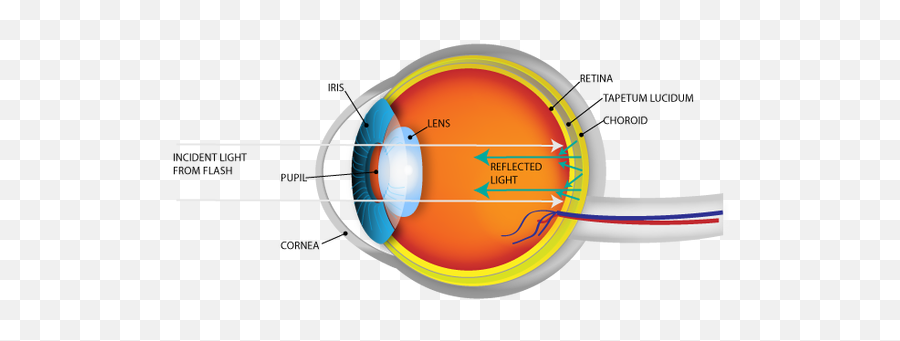 The Red Eye Effect Arizona Retina Project - Tapetum Lucidum Emoji,Red Eye Transparent