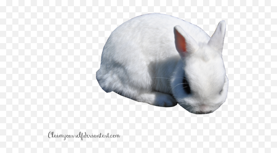 White Rabbit Png Clipart - Portable Network Graphics Emoji,Rabbi Clipart