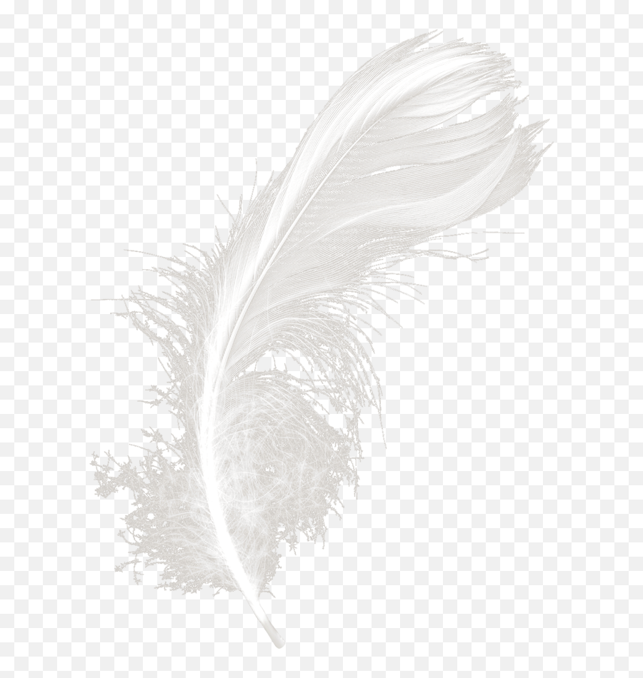 Feathers White Black Feather Download Hd Png Clipart - Animal Product Emoji,Feather Clipart Black And White