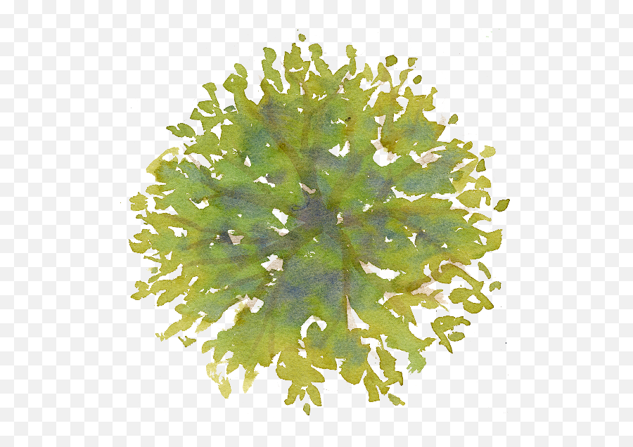 Watercolor Tree - Trees Photoshop Plan Png Emoji,Watercolor Tree Png