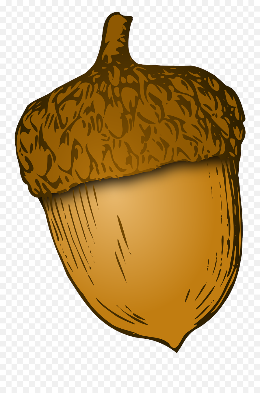 Acorn Nut Oak - Free Vector Graphic On Pixabay Bellota Dibujo Emoji,Oak Tree Png