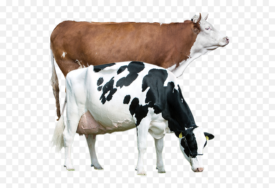 Cow - Hf Cow Emoji,Cow Transparent
