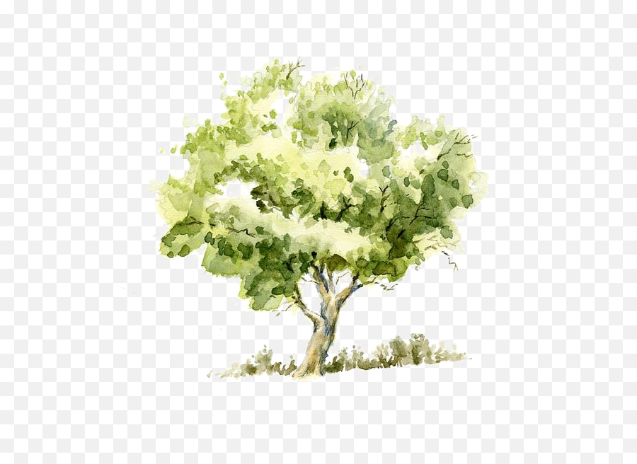 Download Drawing Watercolor Painting - Watercolor Tree Png Emoji,Watercolor Tree Png