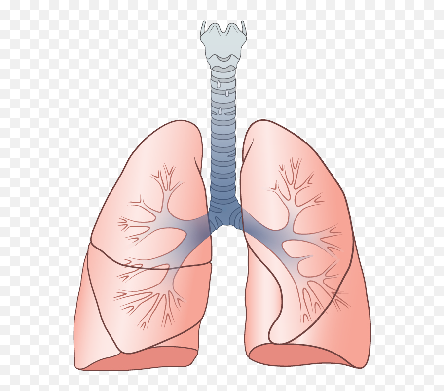 Lungs Png - Transparent Background Lungs Png Emoji,Lung Clipart