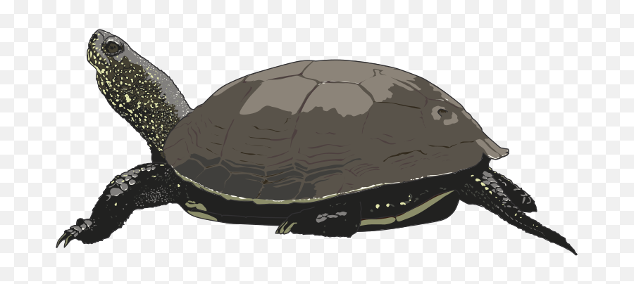 Cartoon Turtle Clipart Free Clip Art - Sea Turtles Emoji,Turtle Clipart