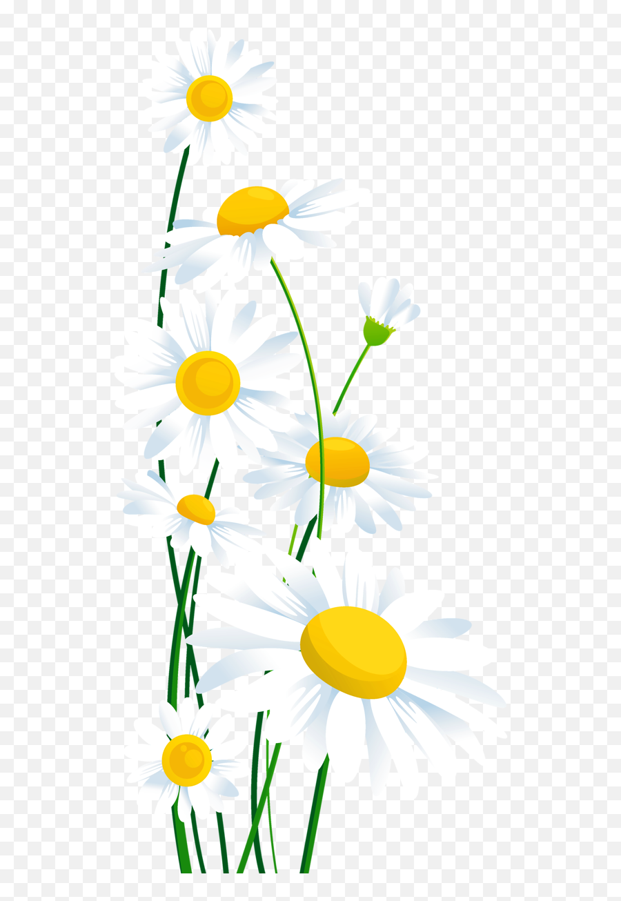 Transparent White Daisies Png Clipart - Transparent White Daisy Flower Emoji,Daisy Png