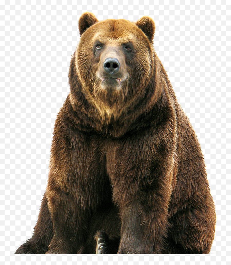 Bear Png Image - Bear Png Emoji,Bear Png