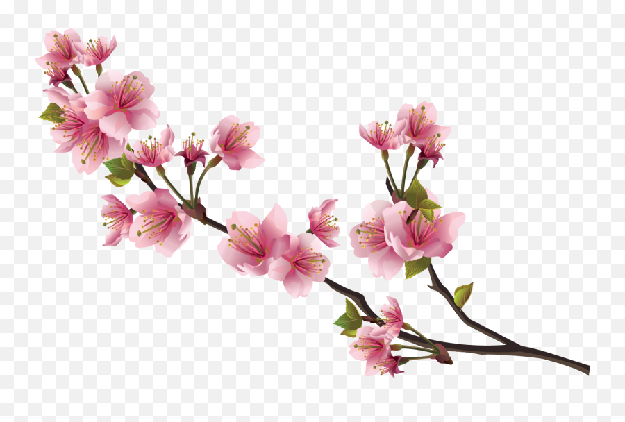 Flowerflowering Plantplantblossompet 1263514 - Png Pink Flower Sakura Png Emoji,Cherry Blossom Png