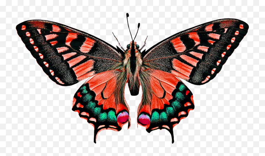 Butterfly Nature - Butterfly Names Emoji,Nature Png