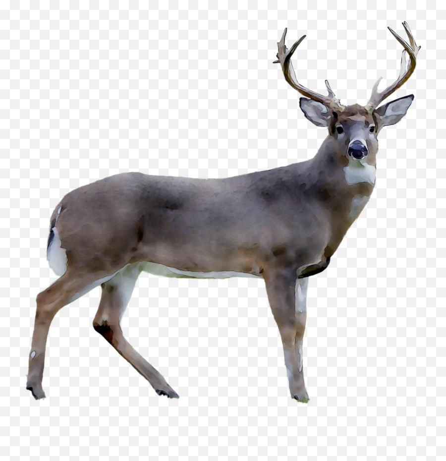 Download Photography Deer White - Tailed Royaltyfree Reindeer Emoji,Clipart Reindeers