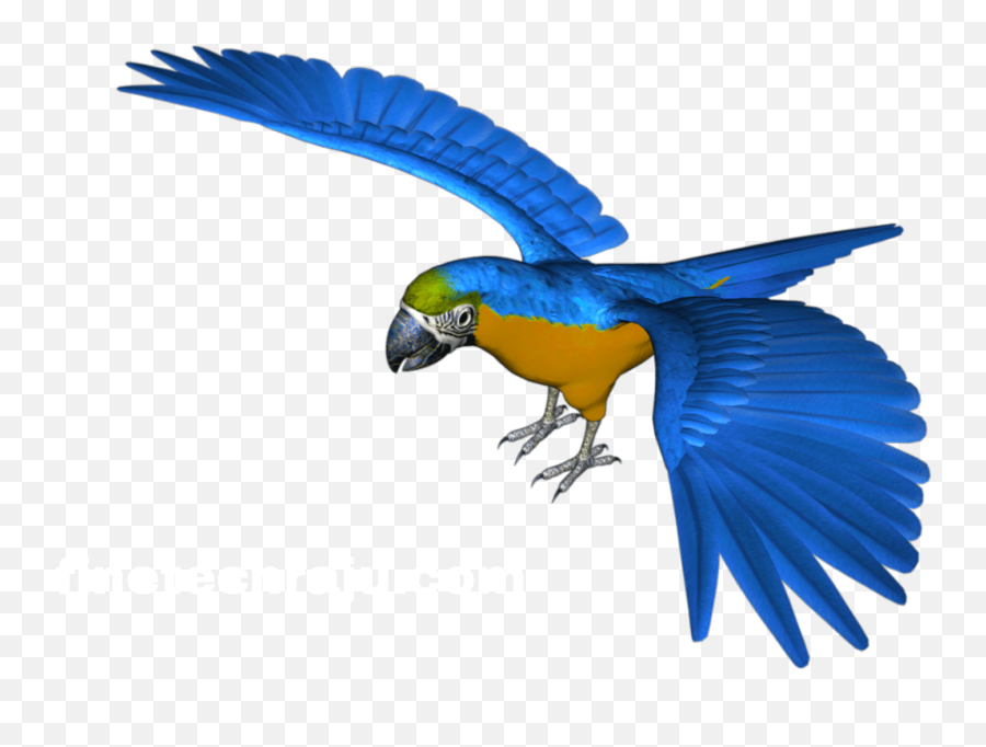 Blue And Yellow Parrot Png Image - Parrot Png Emoji,Parrot Png