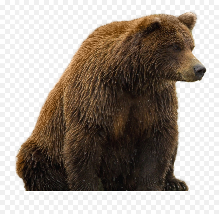 Bear Png - Transparent Background Grizzly Bear Transparent Emoji,Bear Png