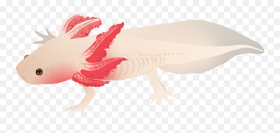 Axolotl - Animal Figure Emoji,Axolotl Clipart