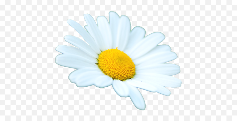 Tumblr Daisy Png Transparent Images - Trasnaprent Daisy Emoji,Daisy Png
