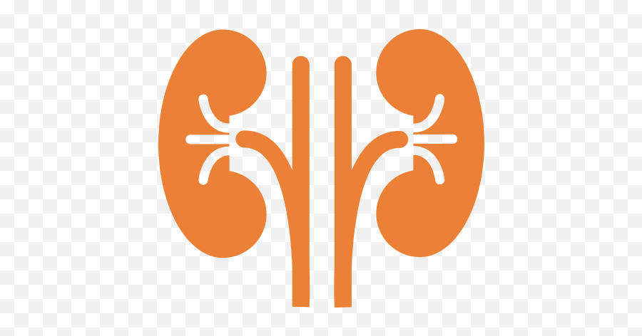 Download Hd Svg Library Stock Kidney - Clipart Kidney Png Emoji,Kidney Clipart