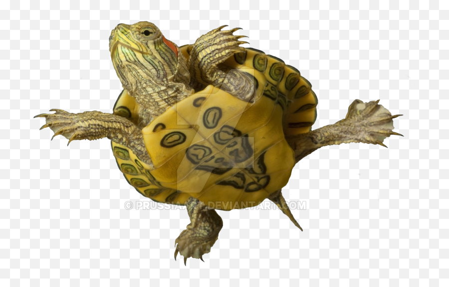 Api Turtle Sludge Destroyer - Api Turtle Fix Emoji,Turtle Transparent Background