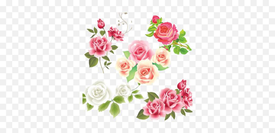 Pink White Rose Flower Vector Pink Rose Flower Vector Emoji,White Rose Transparent