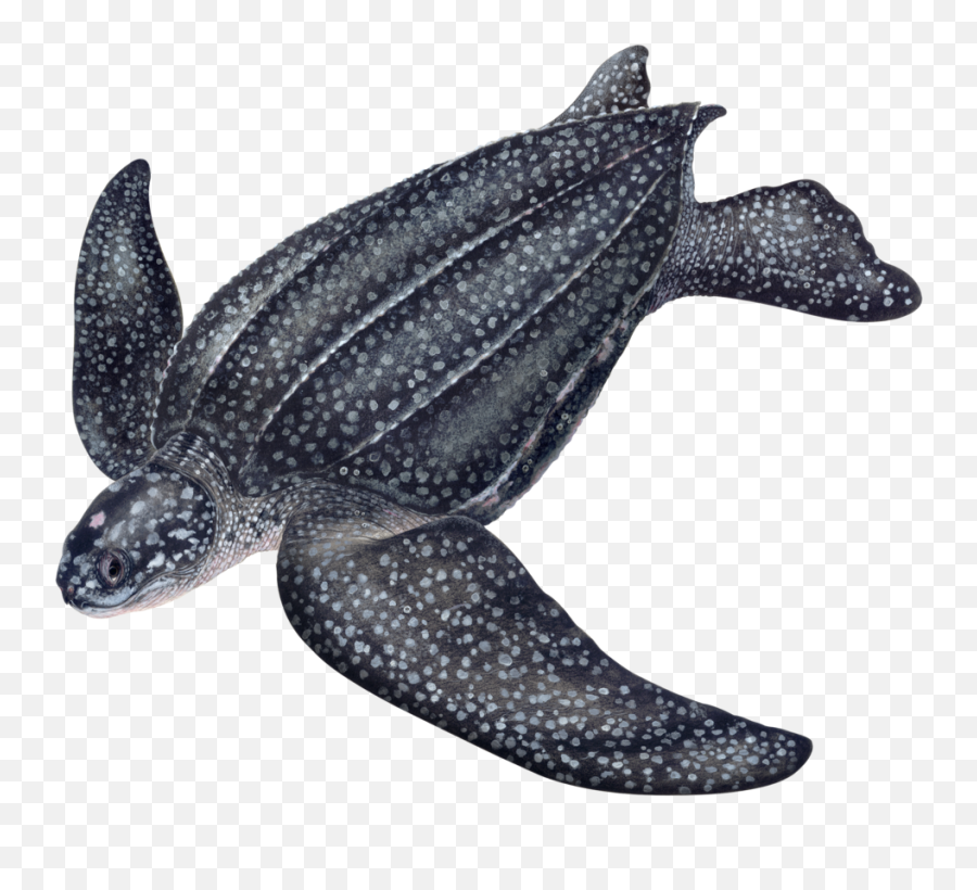 Learn About Sea Turtles Upwell - Leatherback Sea Turtles Png Emoji,Turtle Png