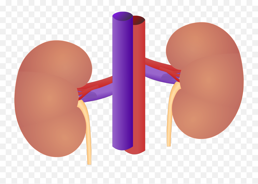 Kidney Clipart Urinary System Picture - Vertical Emoji,Kidney Clipart