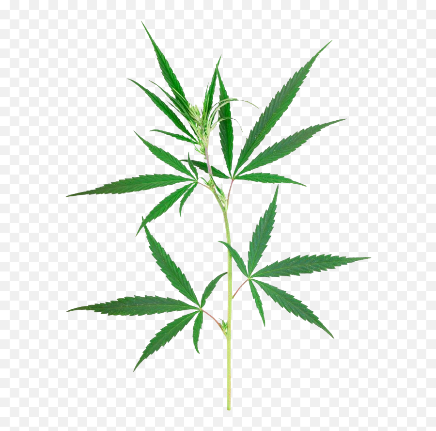 Marijuana Clipart Jpeg Marijuana Jpeg - Hoja De Cannabis Emoji,Weed Png