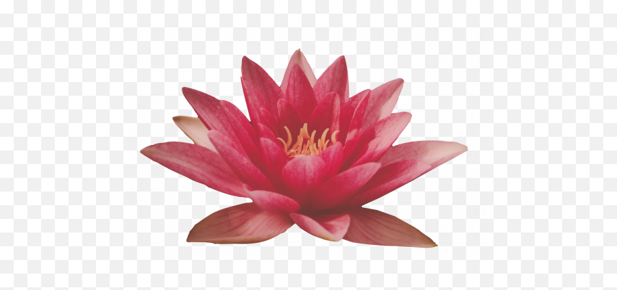 Download Free Flowers Transparent Images - Png Live Flor De Loto A Color Emoji,Lotus Flower Transparent Background