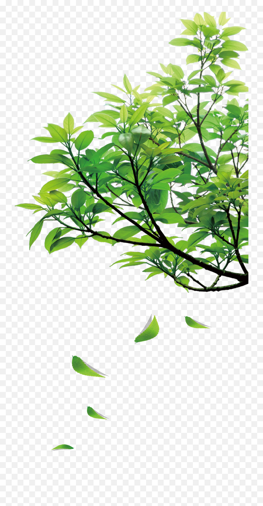 Natural Green Leaves - Nature Png 3180x5391 Png Clipart Emoji,Green Leaves Clipart