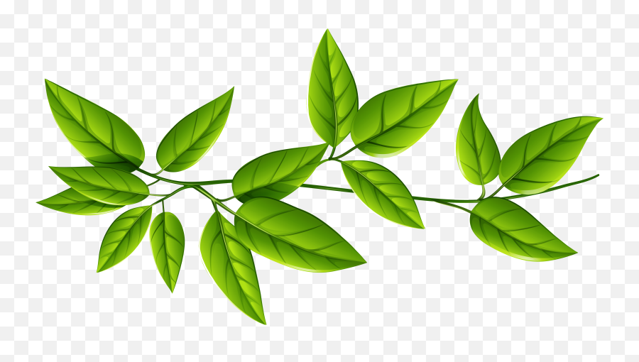 Leaves Clipart Greenery Leaves - Transparent Background Green Leaves Png Emoji,Leaf Clipart