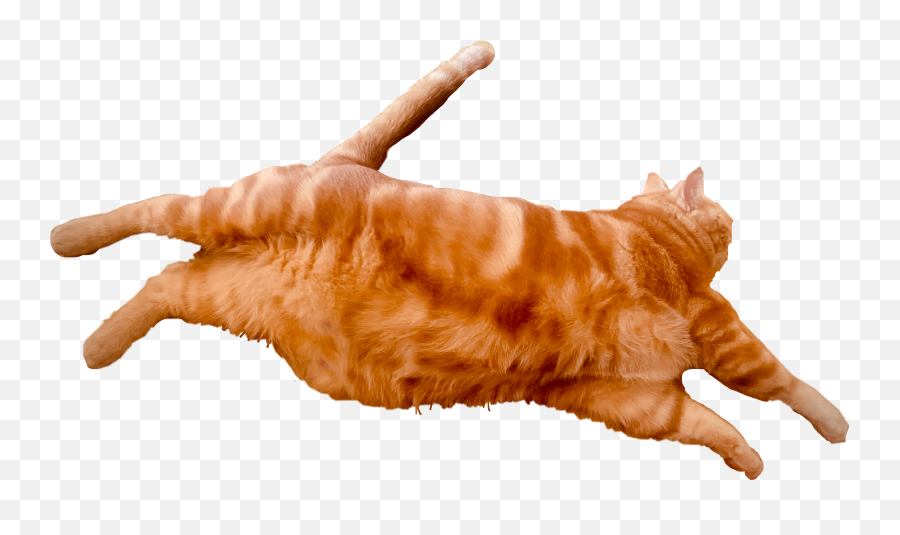 The Most Edited Catsticker Picsart Emoji,Orange Cat Png